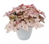Гейхерелла Хани Роуз (Honey Rose) C1